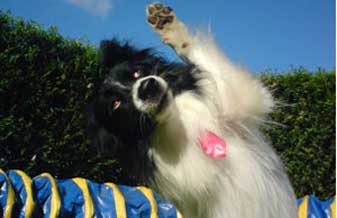 Psicologia Canina - Foto 1