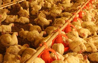 Granja Avícola Petry - Foto 1