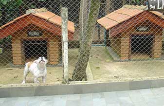 Red Dragon Bulls - Foto 1
