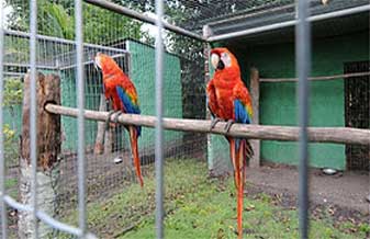 Agropet Vira Lata - Foto 1