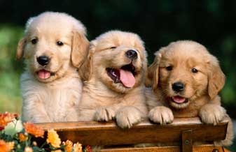 Banho e Tosa da Cris - Foto 1