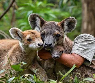 centros de triagem de animais silvestres