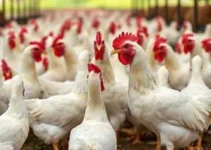Programa de Sanidade Avícola