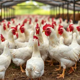 Programa de Sanidade Avícola