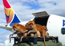 Avião Solidário LATAM