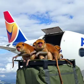 Avião Solidário LATAM