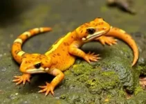 salamandras mexicanas