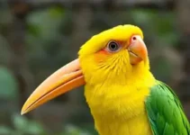 grous-coroados