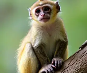 sagui-da-serra-escuro